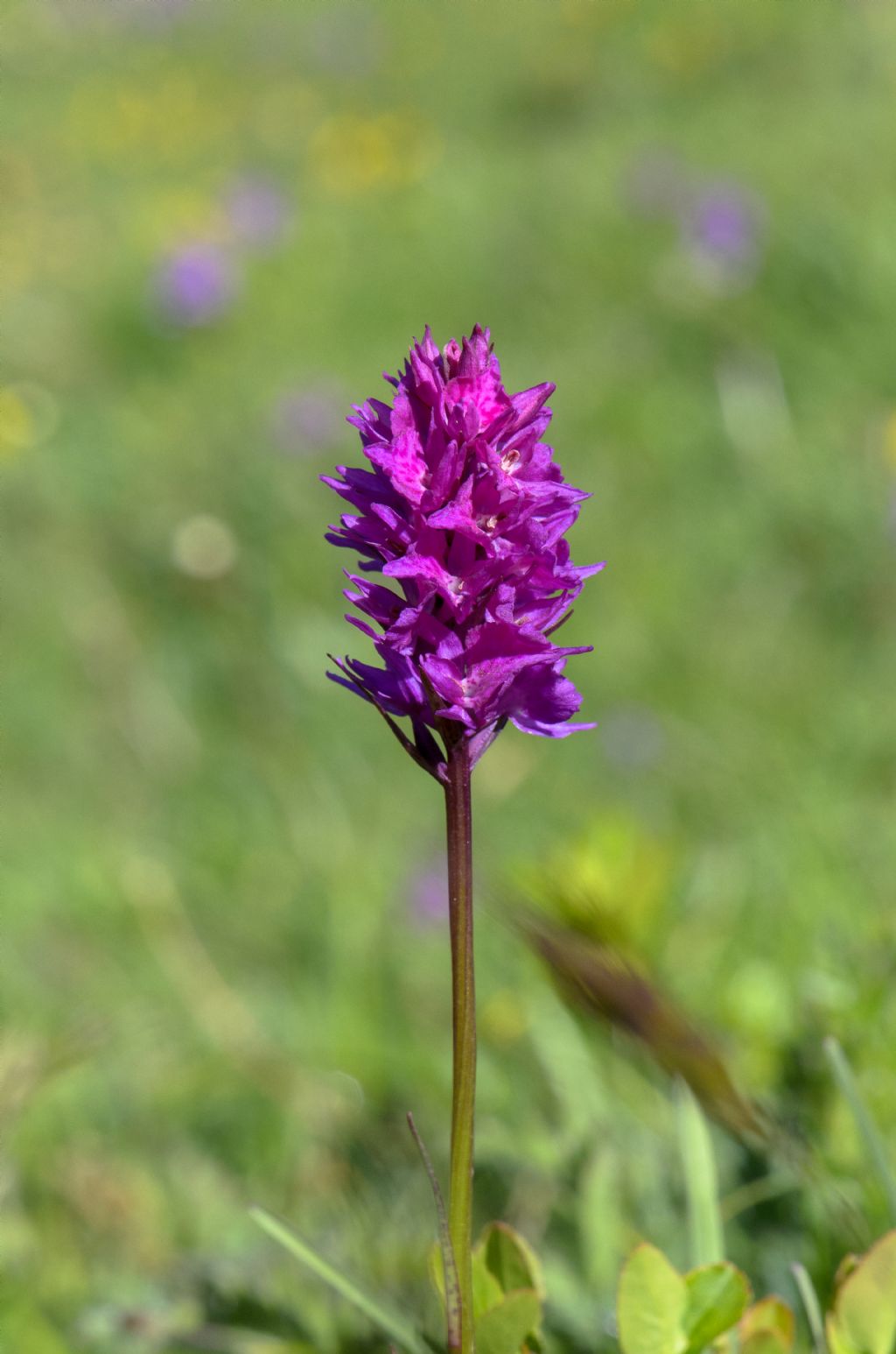 x Dactylodenia tourensis (Godfery) B.Bock 2012